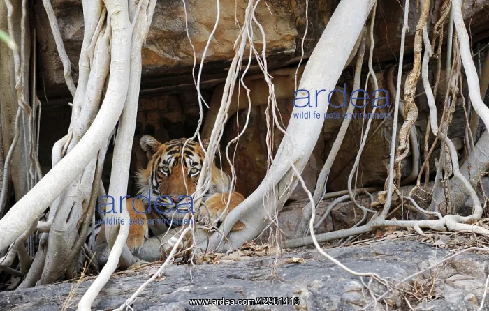 : Tiger - resting amongst roots of Banyan Tree (Ficus : Tiger - resting amongst roots of Banyan Tree (Ficus