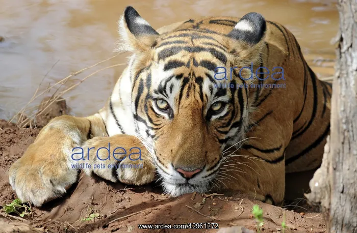 : Tiger - resting in water : Tiger - resting in water