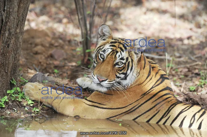 : Tiger - resting in water : Tiger - resting in water