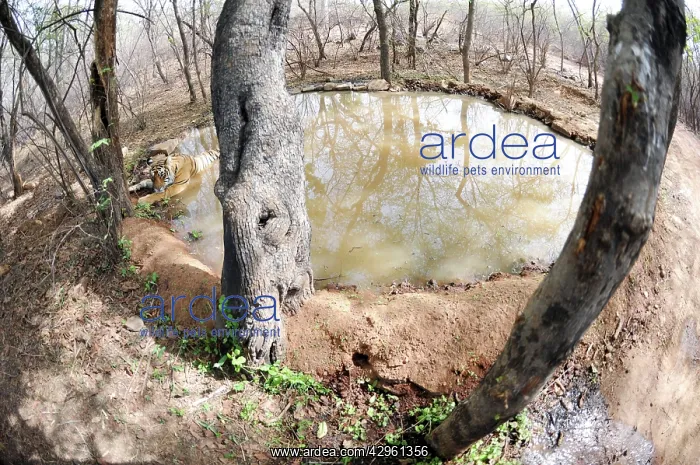 : Tiger - resting in water pool (shot with 16mm fish-eye lens) : Tiger - resting in water pool (shot with 16mm fish-eye lens)
