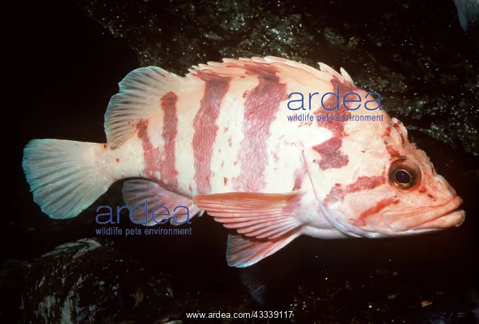 : TIGER ROCKFISH - WHOLE BODY : TIGER ROCKFISH - WHOLE BODY