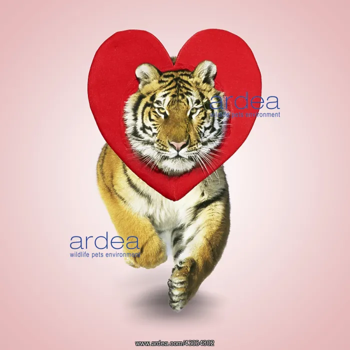 : Tiger running, wearing heart shaped hat / headwear : Tiger running, wearing heart shaped hat / headwear