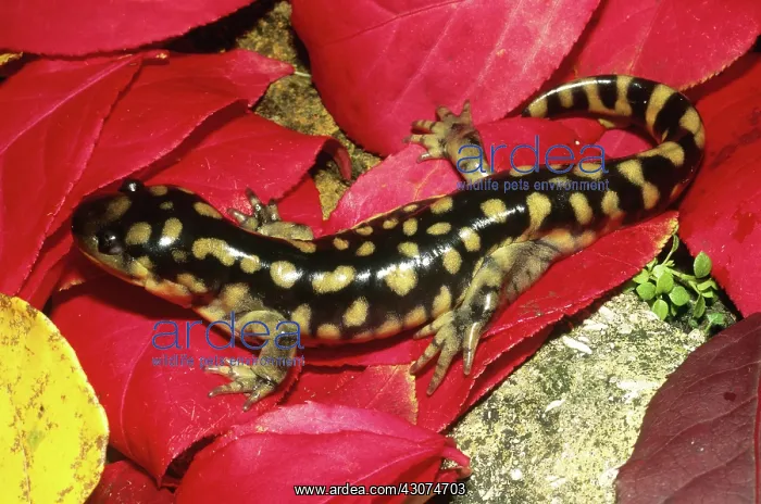 : Tiger Salamander : Tiger Salamander