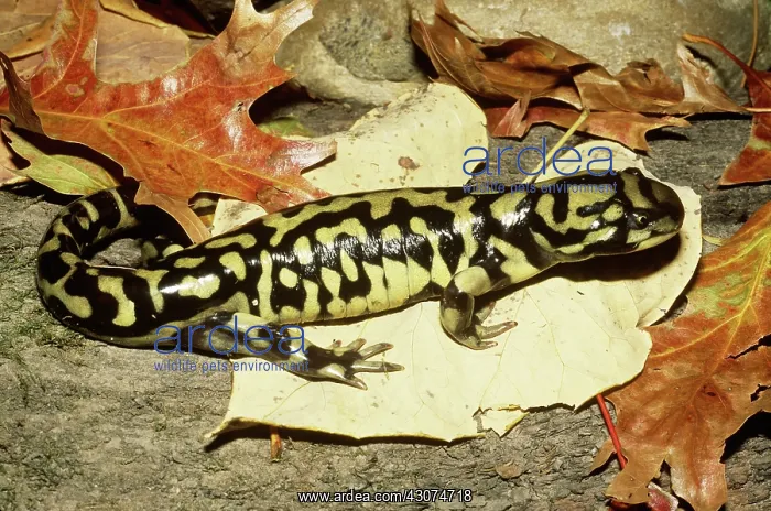 : Tiger Salamander : Tiger Salamander