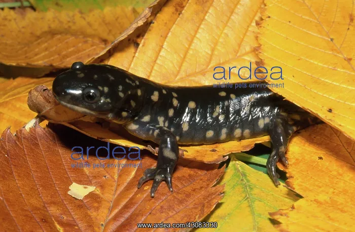 : Tiger Salamander : Tiger Salamander