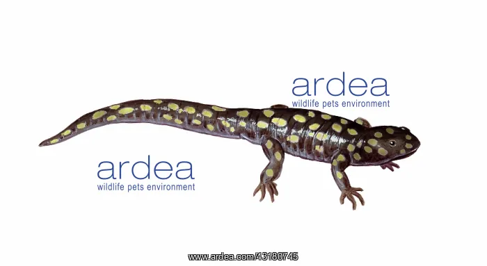 : Tiger Salamander : Tiger Salamander
