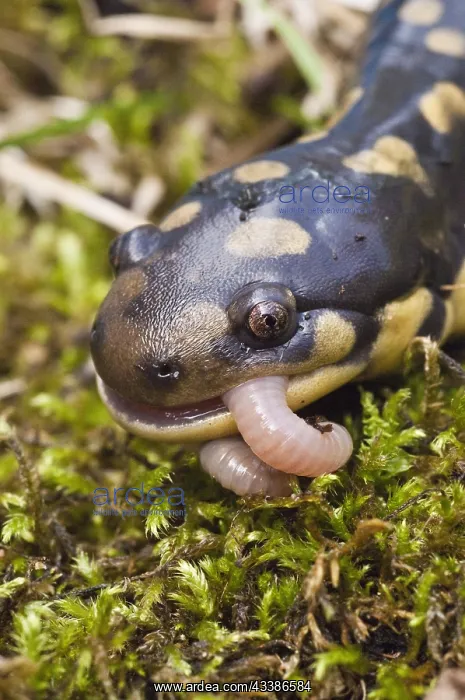 : Tiger salamander (Ambystoma tigrinum) eating an : Tiger salamander (Ambystoma tigrinum) eating an