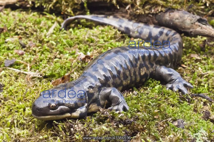  : Tiger salamander (Ambystoma tigrinum), USA, North