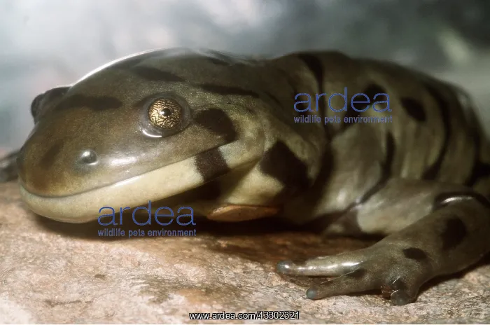 : TIGER SALAMANDER - C / U HEAD & HAND : TIGER SALAMANDER - C / U HEAD & HAND