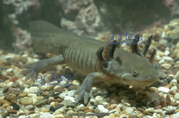: Tiger Salamander Larva : Tiger Salamander Larva