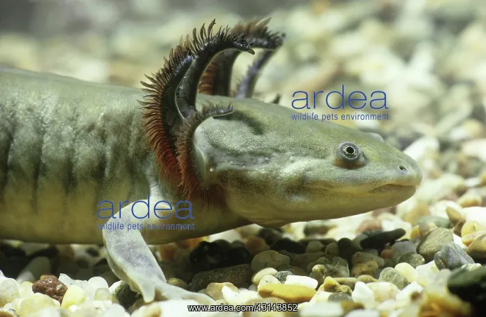 : Tiger Salamander larva : Tiger Salamander larva
