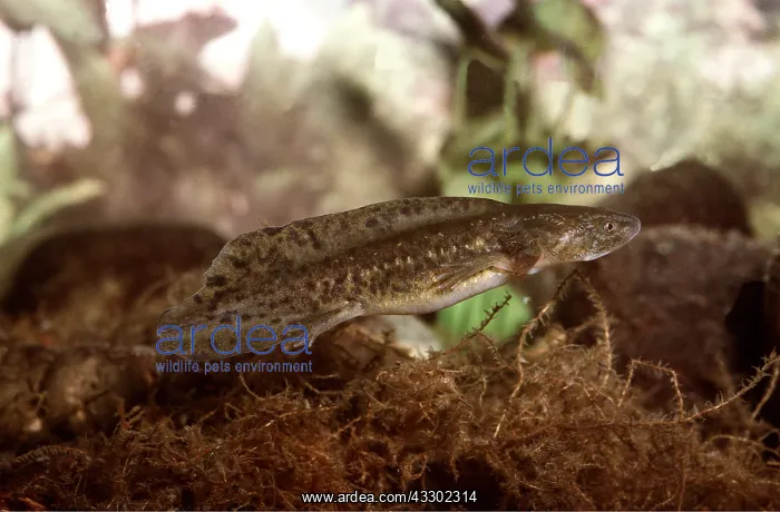 : TIGER SALAMANDER LARVAE : TIGER SALAMANDER LARVAE