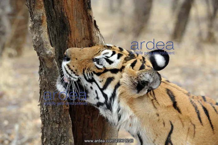 : Tiger - scent marking : Tiger - scent marking