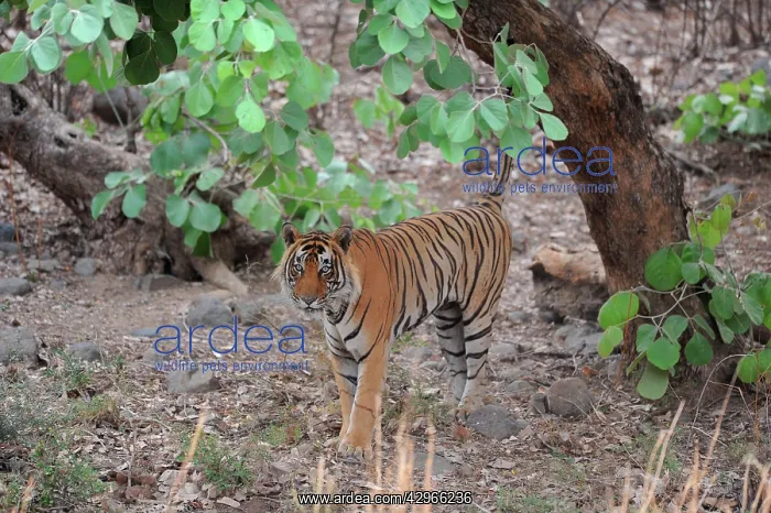 : Tiger - scent marking : Tiger - scent marking