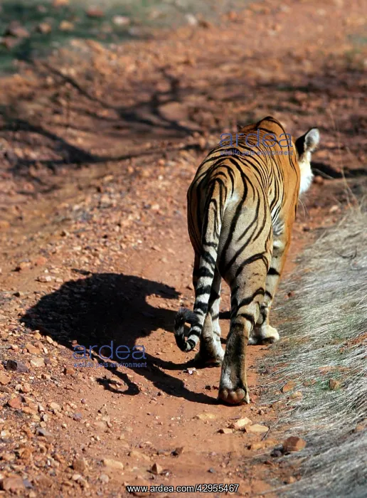 : Tiger - Shadow detail : Tiger - Shadow detail