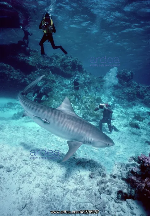  : Tiger shark - 3m. Tiger Shark being filmed for