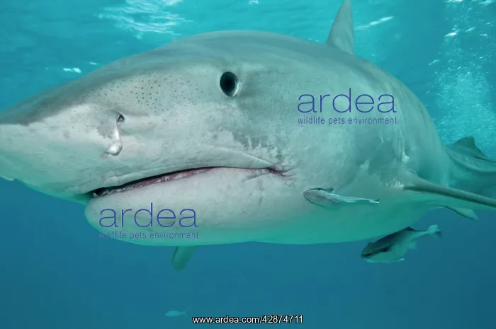 : Tiger Shark : Tiger Shark