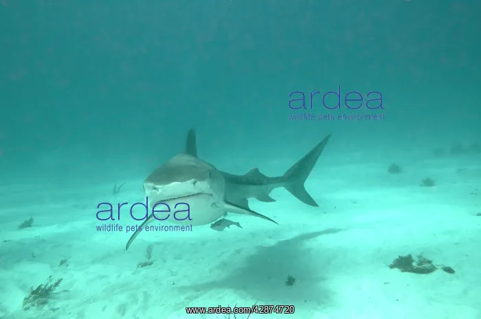: Tiger Shark : Tiger Shark