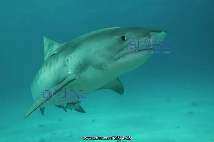 : Tiger Shark : Tiger Shark