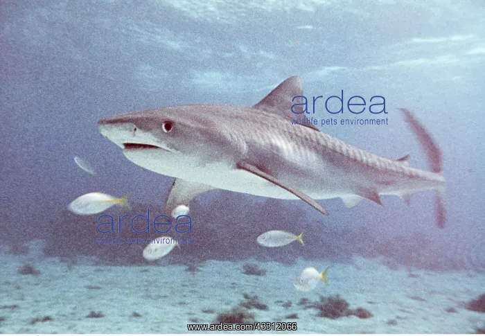 : TIGER SHARK : TIGER SHARK
