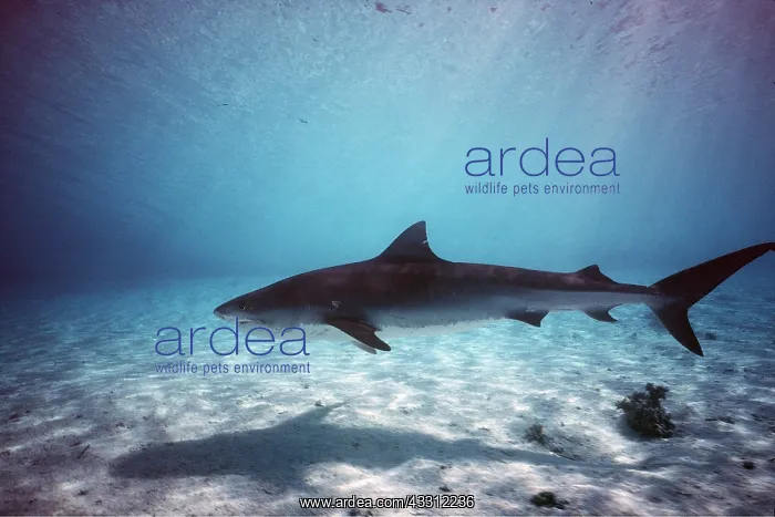 : TIGER SHARK : TIGER SHARK