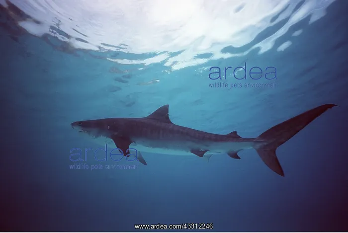 : TIGER SHARK : TIGER SHARK