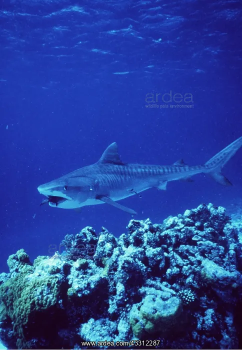  : TIGER SHARK