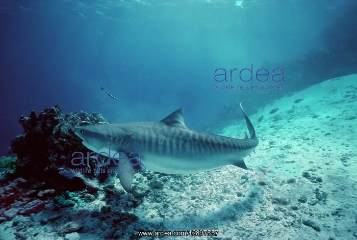 : Tiger SHARK - attracted to baits in reef : Tiger SHARK - attracted to baits in reef