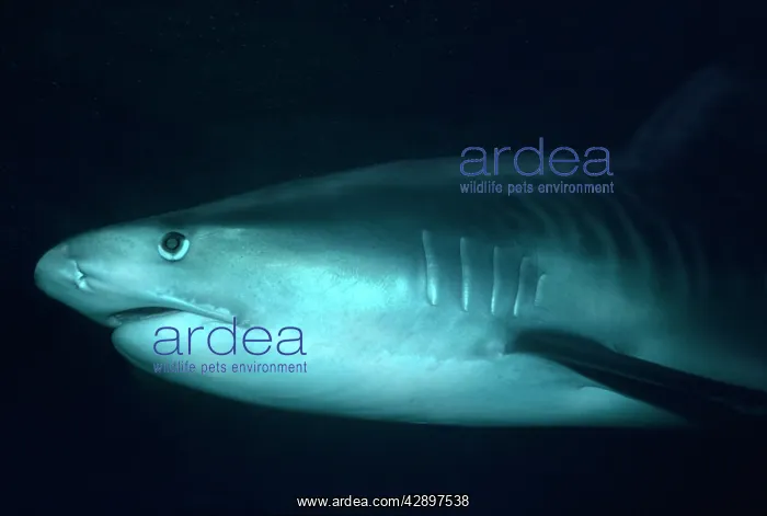 : Tiger SHARK - close-up of head showing eye : Tiger SHARK - close-up of head showing eye