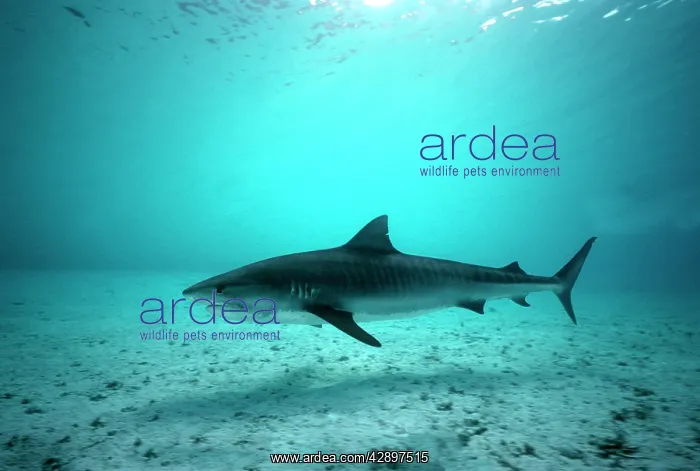 : Tiger SHARK - in Coral sea lagoon : Tiger SHARK - in Coral sea lagoon