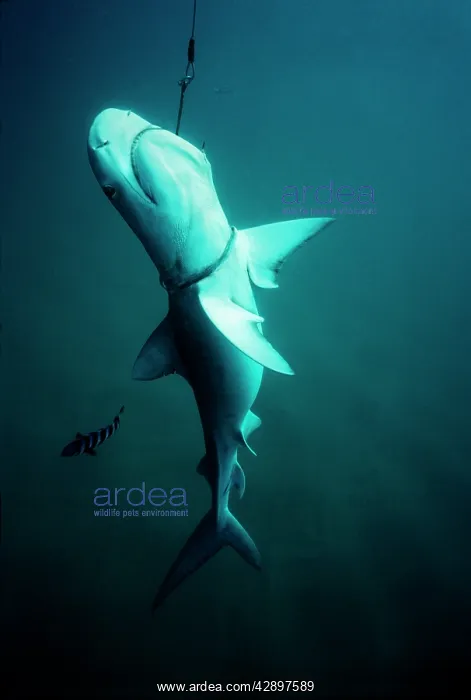 : Tiger SHARK - dead, hooked on baited drum line : Tiger SHARK - dead, hooked on baited drum line