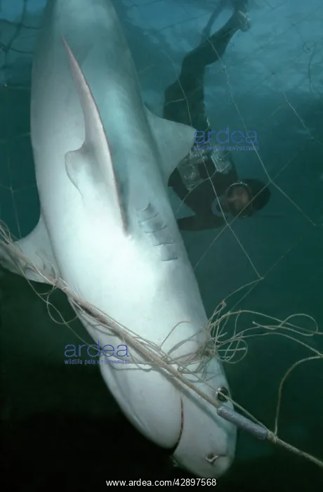 : Tiger SHARK - dead after becoming tangled in shark : Tiger SHARK - dead after becoming tangled in shark