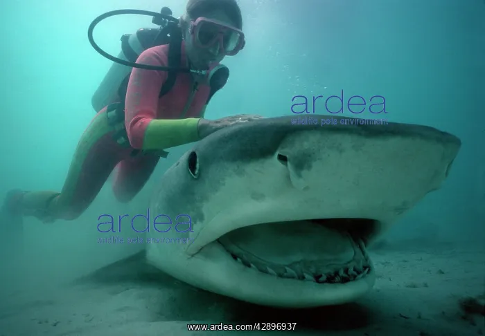 : Tiger shark - With diver : Tiger shark - With diver