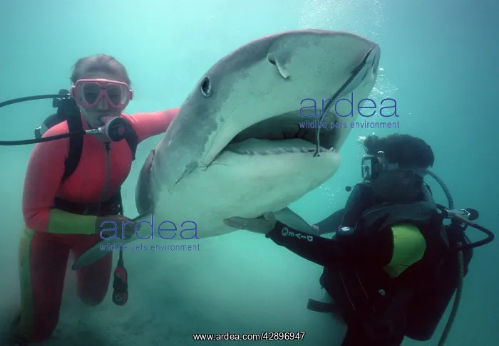 : Tiger shark - With diver - Live Tiger shark being : Tiger shark - With diver - Live Tiger shark being