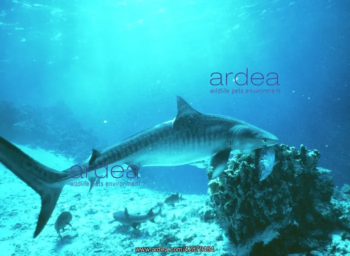 : TIGER SHARK - feeding on fish : TIGER SHARK - feeding on fish