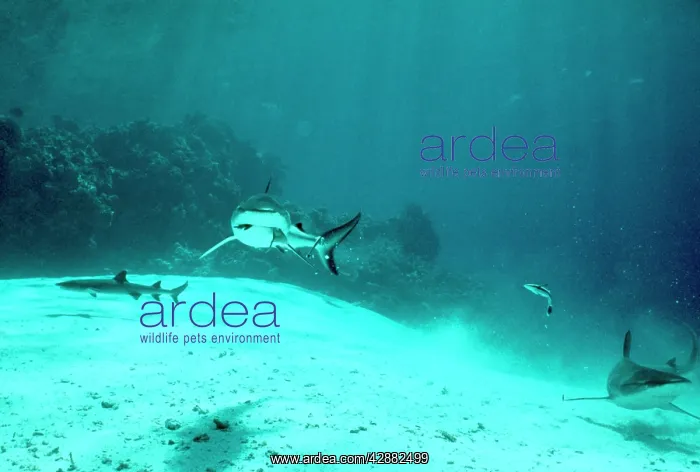  : Tiger Shark - feeding. & Grey Reef & Whitetip  / 