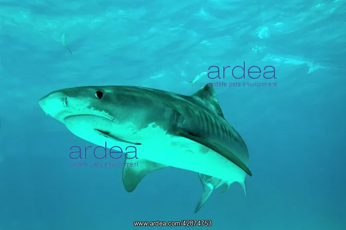 : Tiger Shark - female - note hook damage in corner of mouth