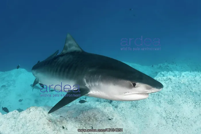 : Tiger Shark (Galeocerdo cuvier), Indian Ocean, Fuvahmulah : Tiger Shark (Galeocerdo cuvier), Indian Ocean, Fuvahmulah