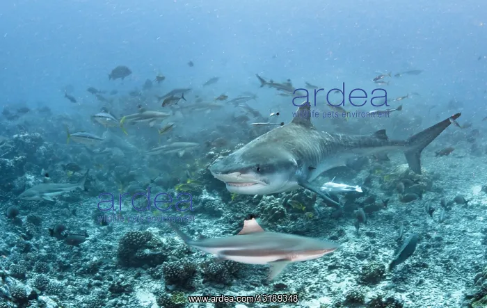 : Tiger shark (Galeocerdo cuvier) and Blacktip reef : Tiger shark (Galeocerdo cuvier) and Blacktip reef