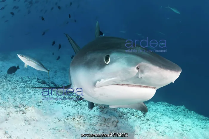 : Tiger Shark (Galeocerdo cuvier) from front, portrait : Tiger Shark (Galeocerdo cuvier) from front, portrait