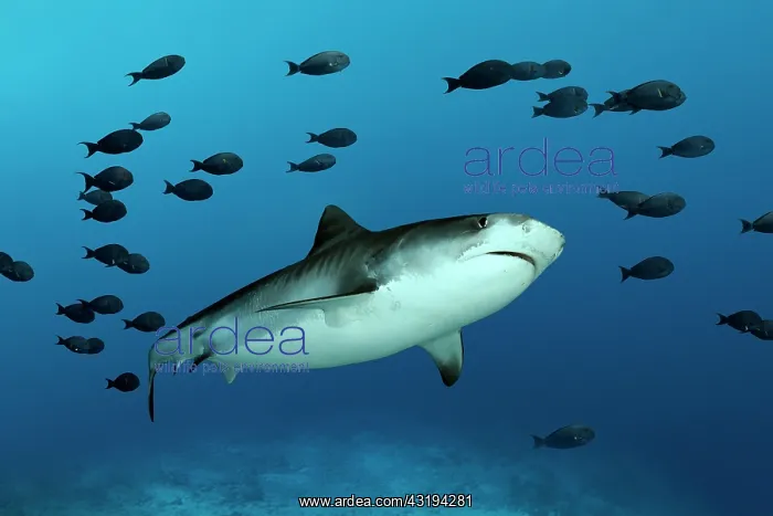 : Tiger Shark (Galeocerdo cuvier) with shoal of fish : Tiger Shark (Galeocerdo cuvier) with shoal of fish