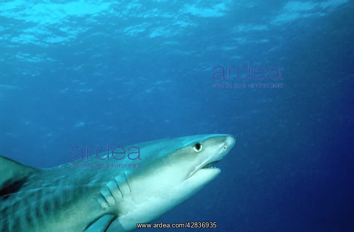 : Tiger SHARK - head to dorsal fin, swimming up into the frame : Tiger SHARK - head to dorsal fin, swimming up into the frame