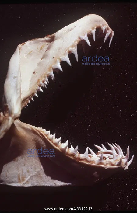 : TIGER SHARK - Jaw : TIGER SHARK - Jaw