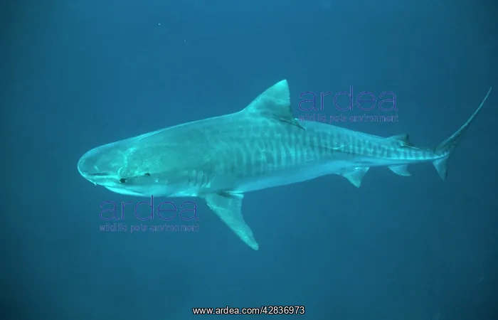  : Tiger SHARK - full length