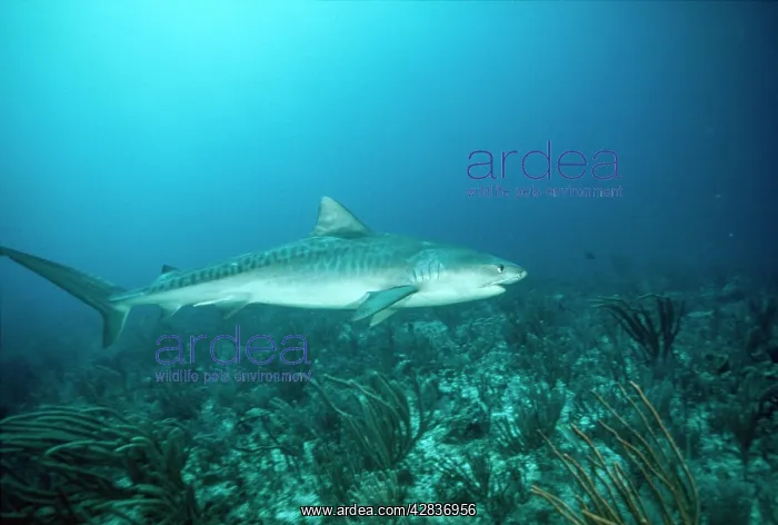 : Tiger SHARK - full length, swimming along sea-bed : Tiger SHARK - full length, swimming along sea-bed