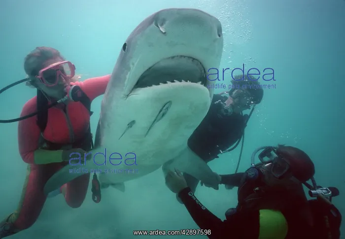 : Tiger SHARK - live shark being handled into position : Tiger SHARK - live shark being handled into position