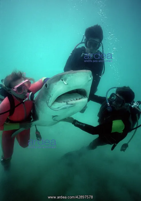 : Tiger SHARK - live shark being man handled into : Tiger SHARK - live shark being man handled into