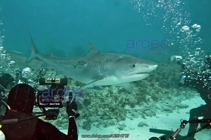 : Tiger Shark - being photographed by divers : Tiger Shark - being photographed by divers
