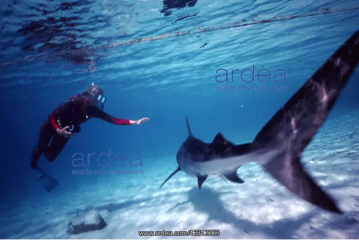 : TIGER SHARK and Scuba Diver : TIGER SHARK and Scuba Diver