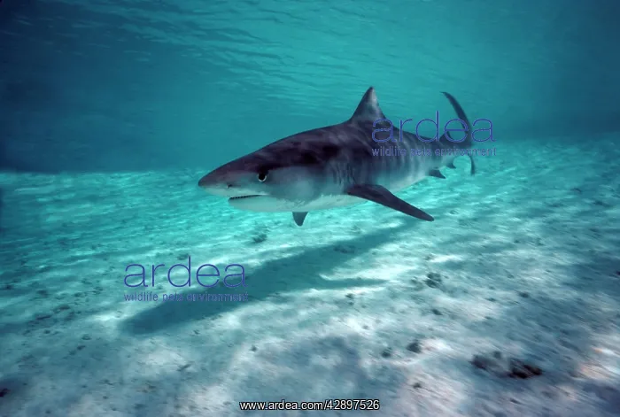 : Tiger SHARK - in shallow water lagoon : Tiger SHARK - in shallow water lagoon